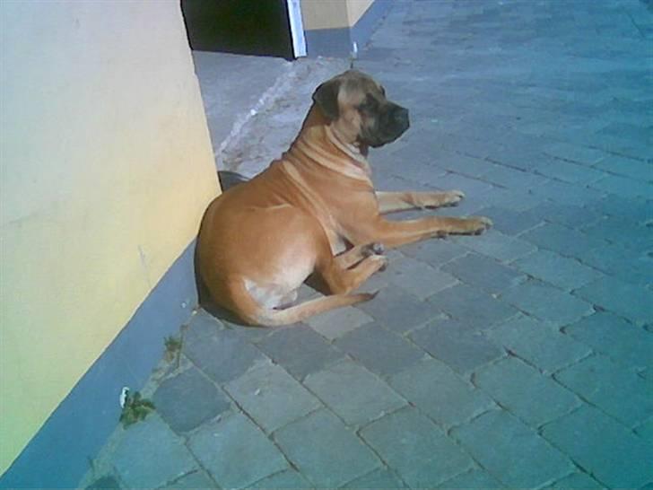 Boerboel Anasha Hector II billede 1