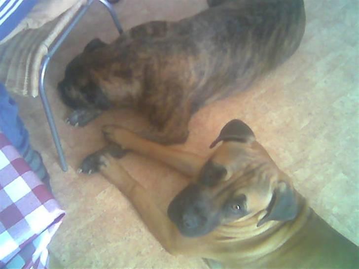 Boerboel Anasha Hector II billede 2