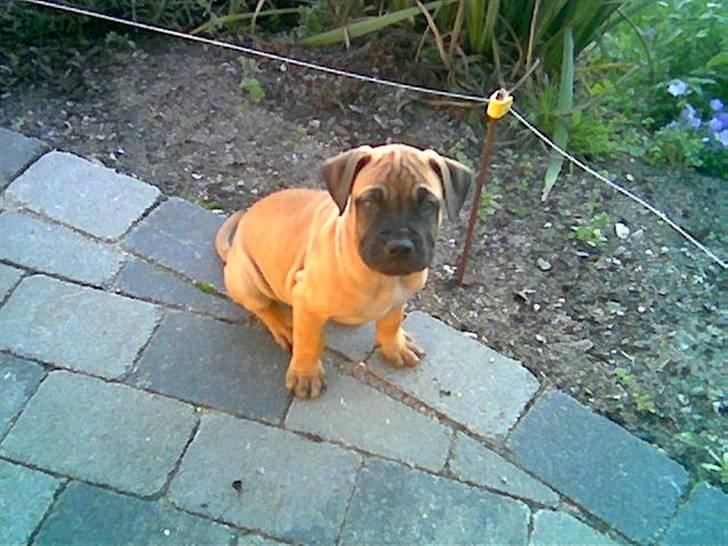 Boerboel Anasha Hector II billede 3