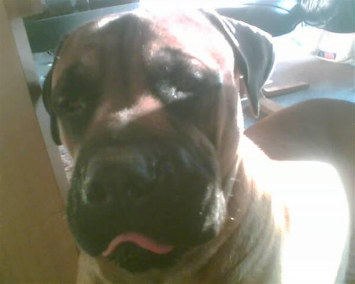 Boerboel Anasha Hector II billede 4