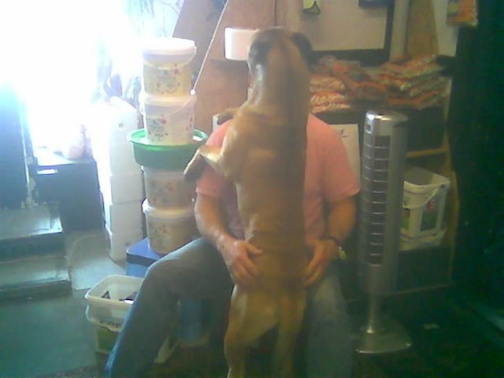 Boerboel Anasha Hector II billede 5