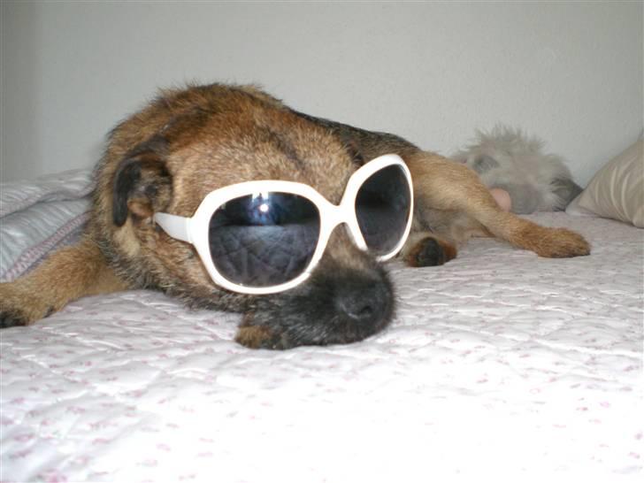 Border terrier Boss billede 1