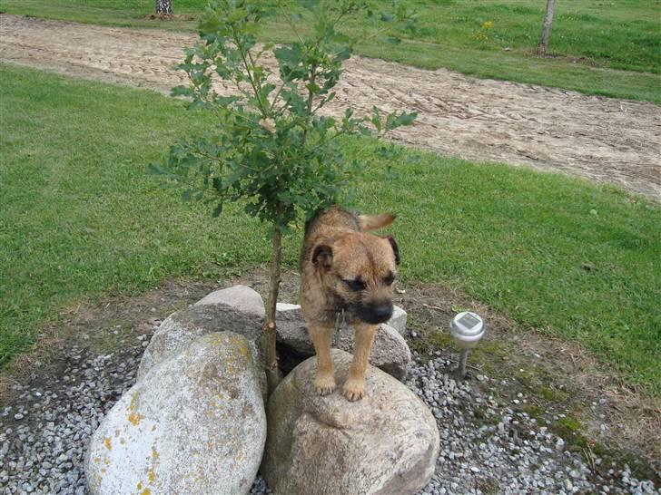 Border terrier Boss billede 2