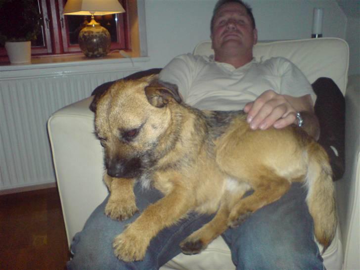 Border terrier Boss billede 3