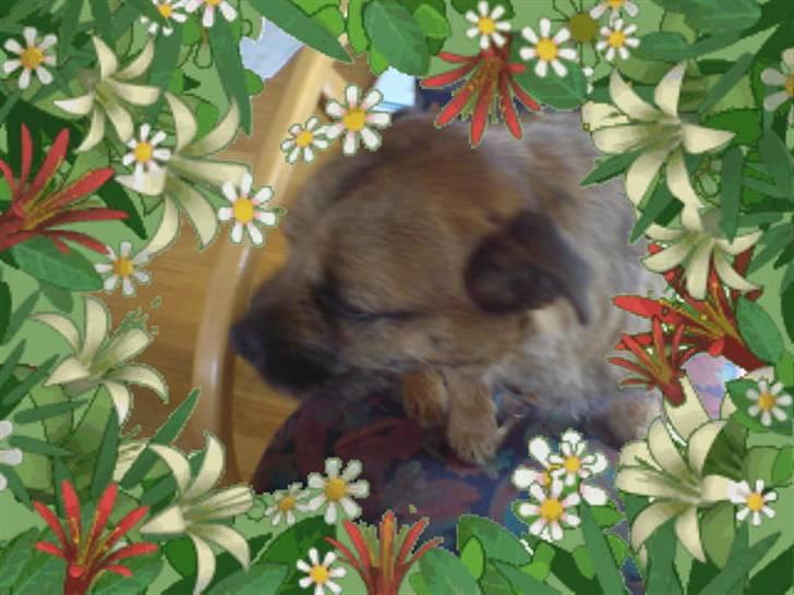 Border terrier Boss billede 4