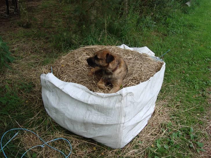 Border terrier Boss billede 5