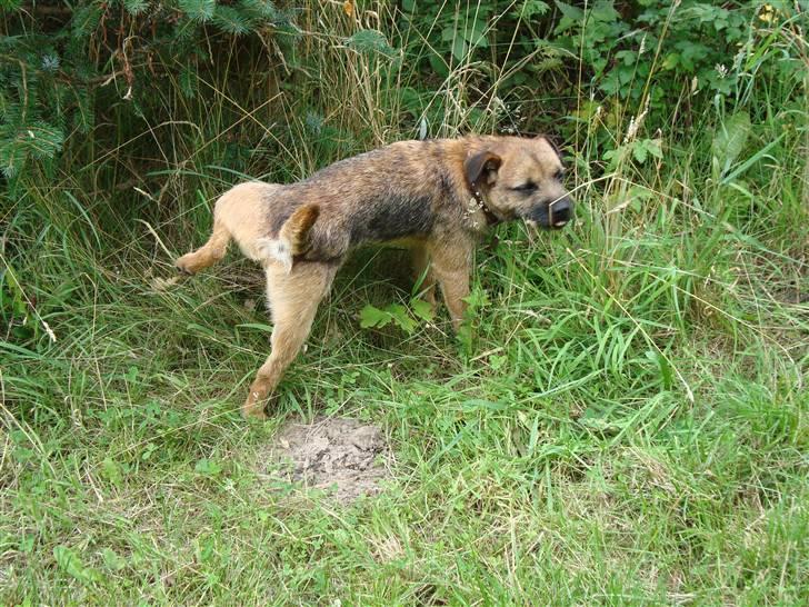 Border terrier Boss billede 6