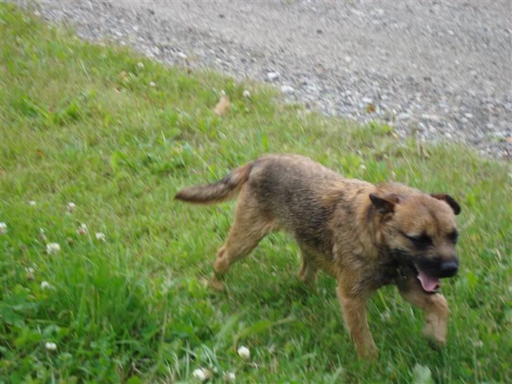 Border terrier Boss billede 7