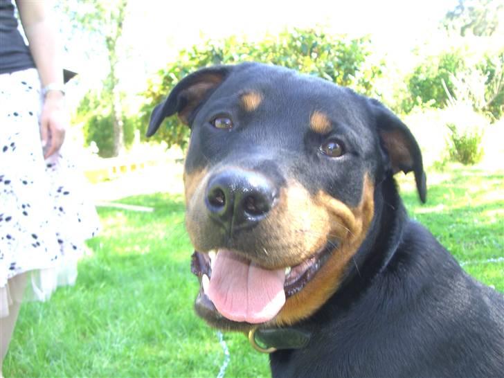 Rottweiler Lupa billede 1