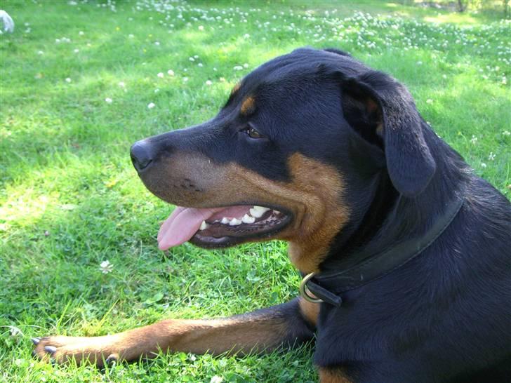 Rottweiler Lupa billede 2