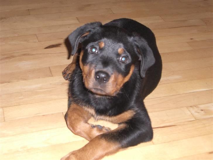 Rottweiler Lupa billede 3