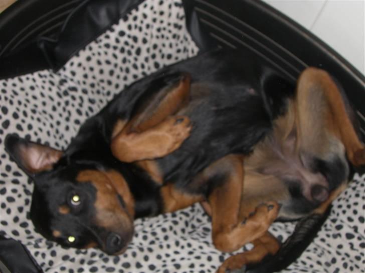 Rottweiler Lupa - Det ER bedst at ligge på ryggen og sove... billede 4