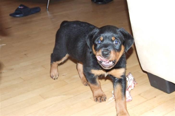 Rottweiler Lupa - Her er Lupa omkring 8 uger billede 5
