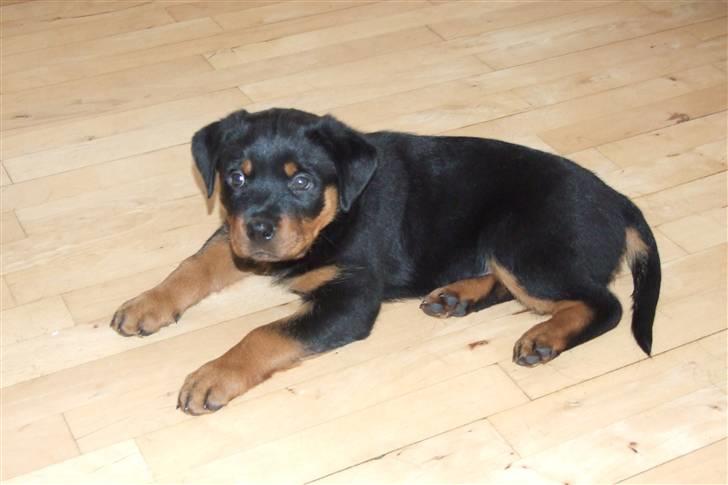 Rottweiler Lupa billede 6