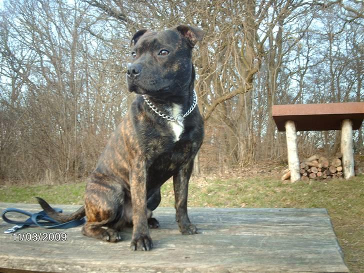 Staffordshire bull terrier $$Cæzar$$ - nyt 19-03 billede 1