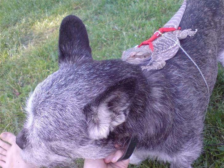 Blanding af racer Buster R.I.P. billede 14