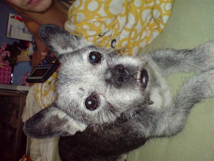 Blanding af racer Buster R.I.P. billede 15