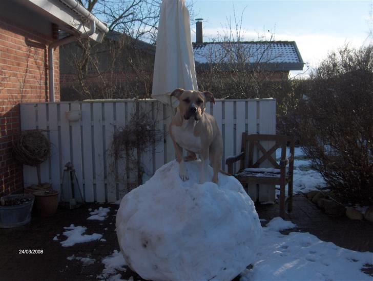 Amerikansk staffordshire terrier Mille - her er koldt på toppen :) billede 9