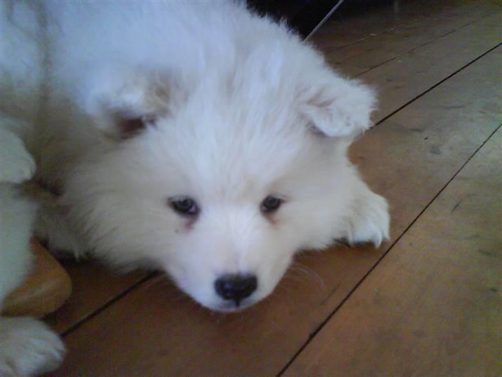 Samojedhund Samson billede 1