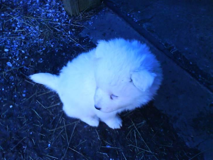 Samojedhund Samson billede 2