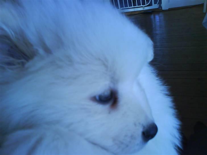 Samojedhund Samson billede 3