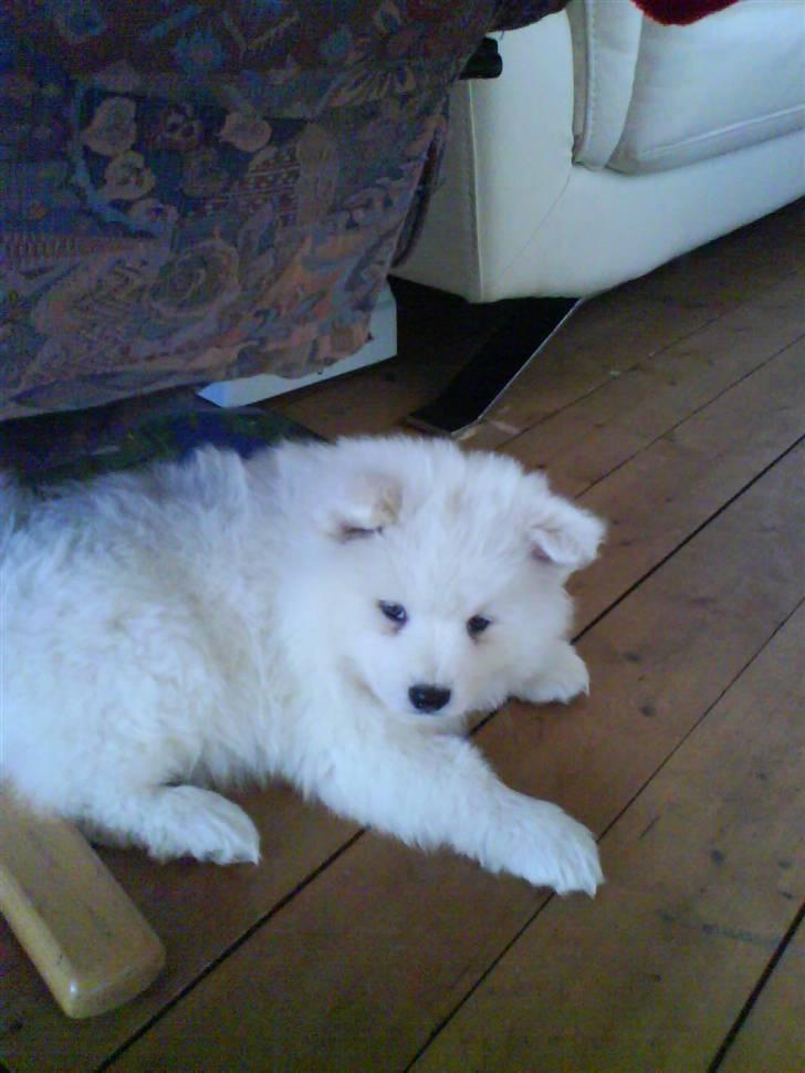 Samojedhund Samson billede 4