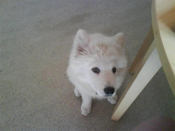 Samojedhund Samson billede 5