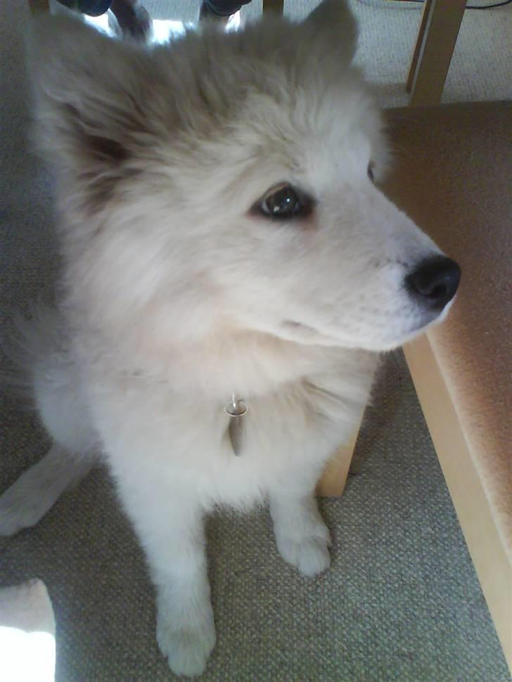 Samojedhund Samson billede 6