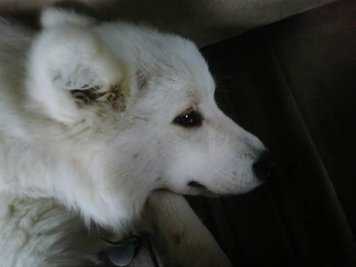 Samojedhund Samson billede 7