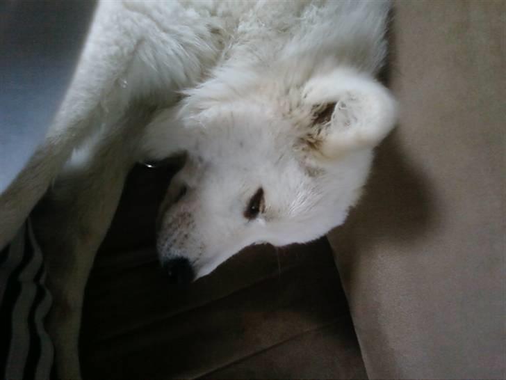 Samojedhund Samson billede 8