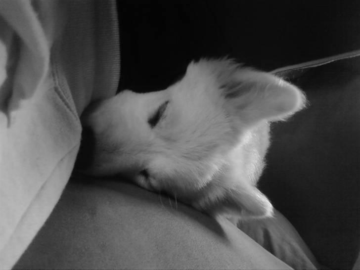 Samojedhund Samson billede 9