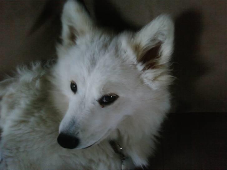 Samojedhund Samson billede 10