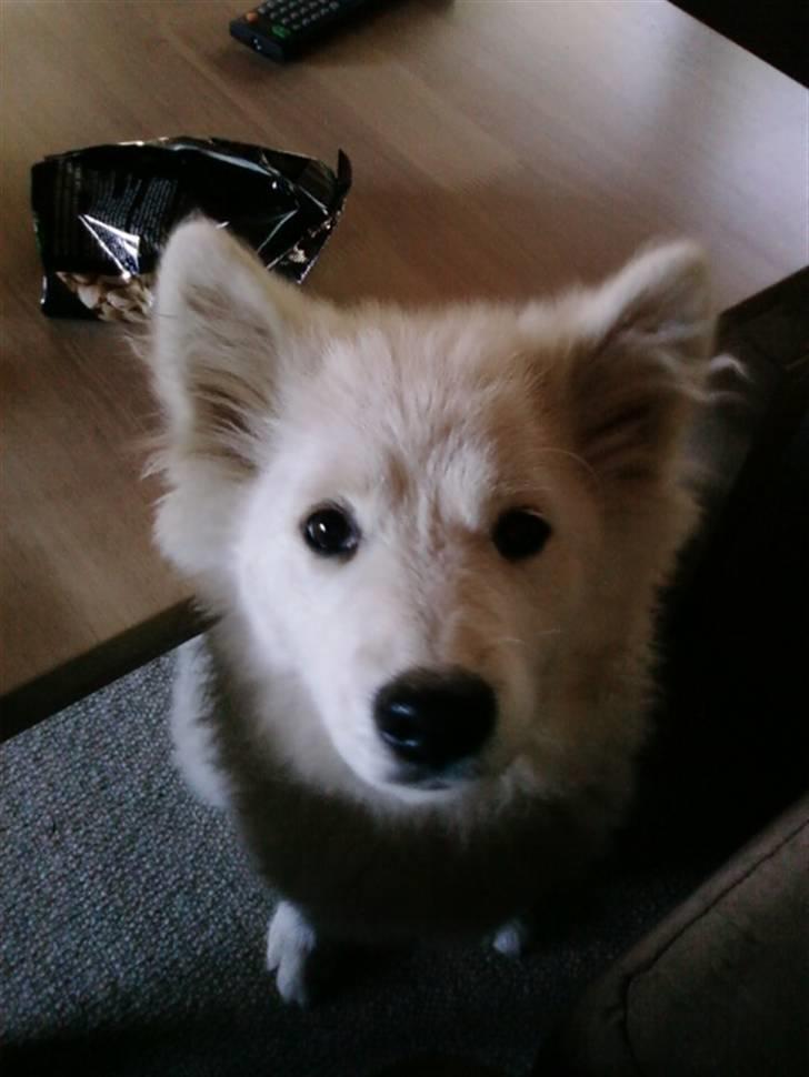 Samojedhund Samson billede 11