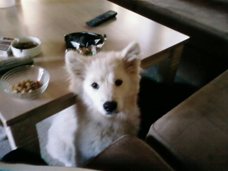 Samojedhund Samson billede 12