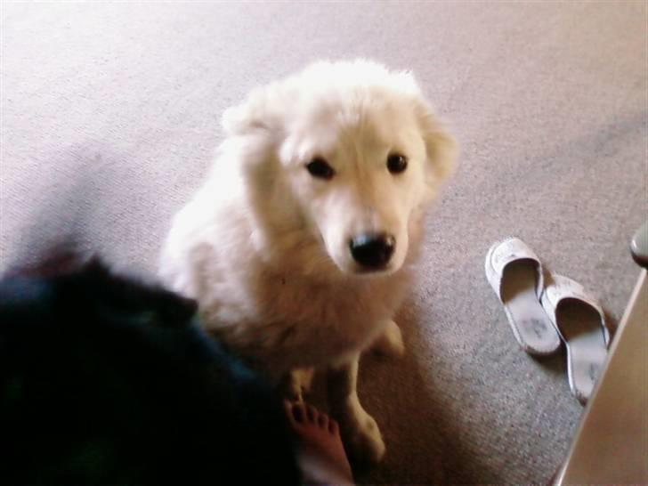 Samojedhund Samson billede 13