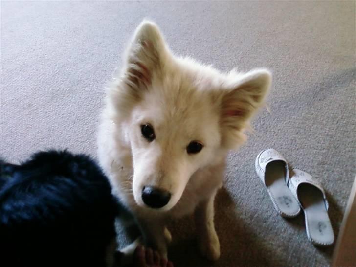 Samojedhund Samson billede 14