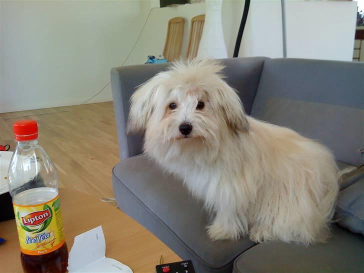 Coton de tulear Bella billede 19