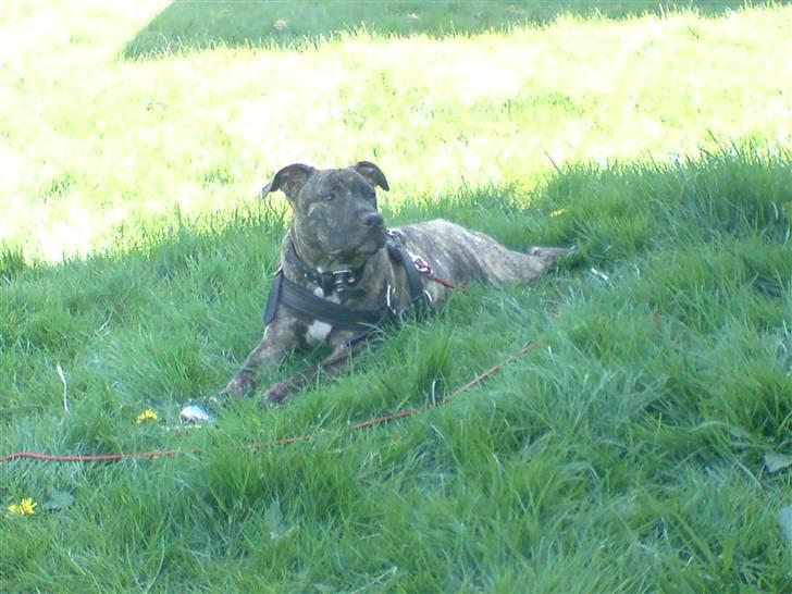 Amerikansk staffordshire terrier luca billede 18