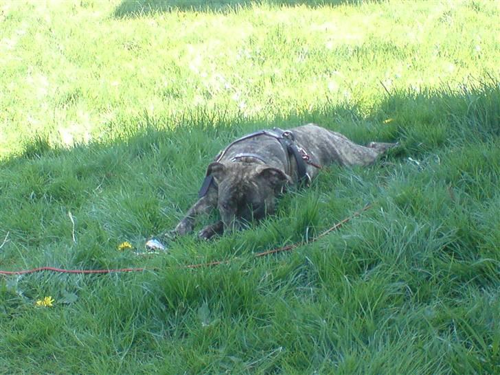 Amerikansk staffordshire terrier luca billede 19