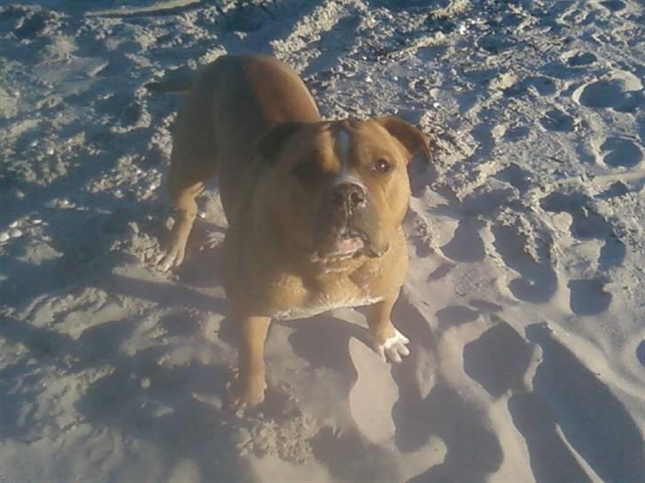 Amerikansk staffordshire terrier Miklo billede 7