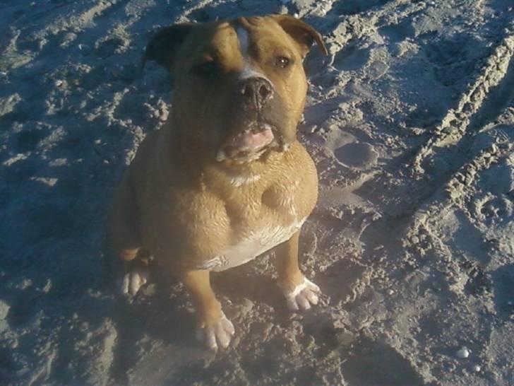 Amerikansk staffordshire terrier Miklo billede 8