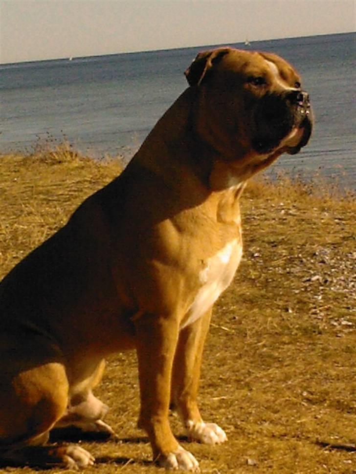 Amerikansk staffordshire terrier Miklo billede 9