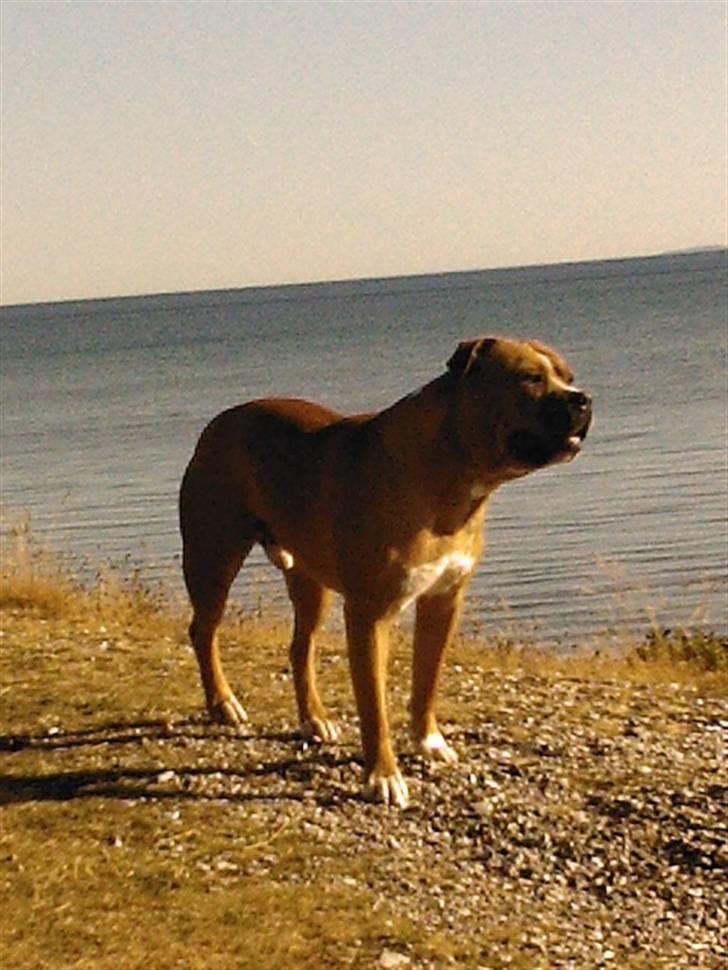 Amerikansk staffordshire terrier Miklo billede 10