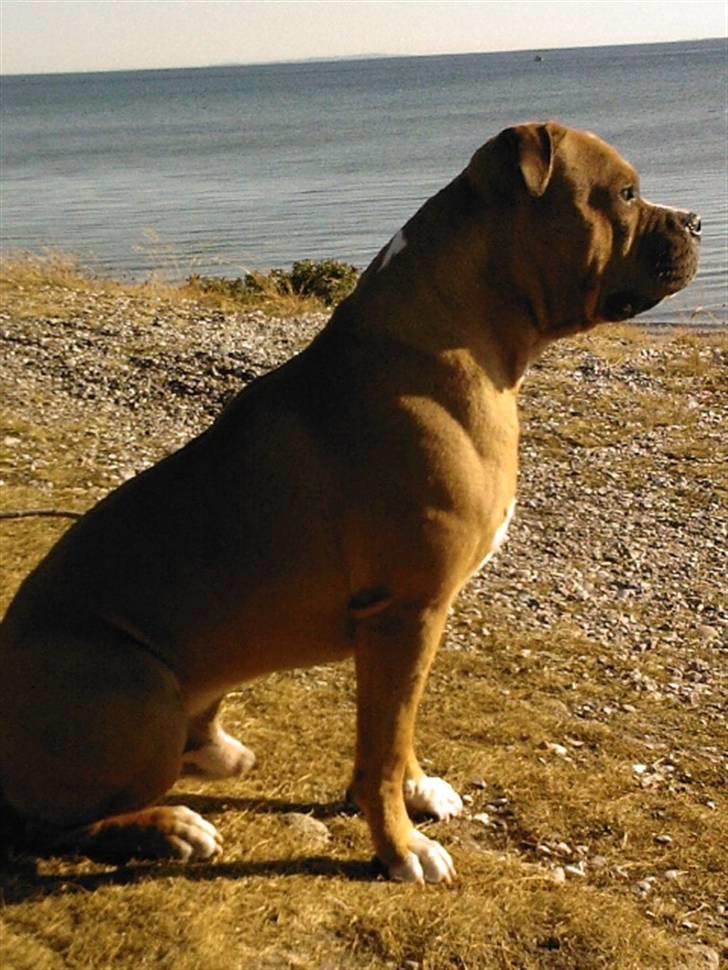 Amerikansk staffordshire terrier Miklo billede 11