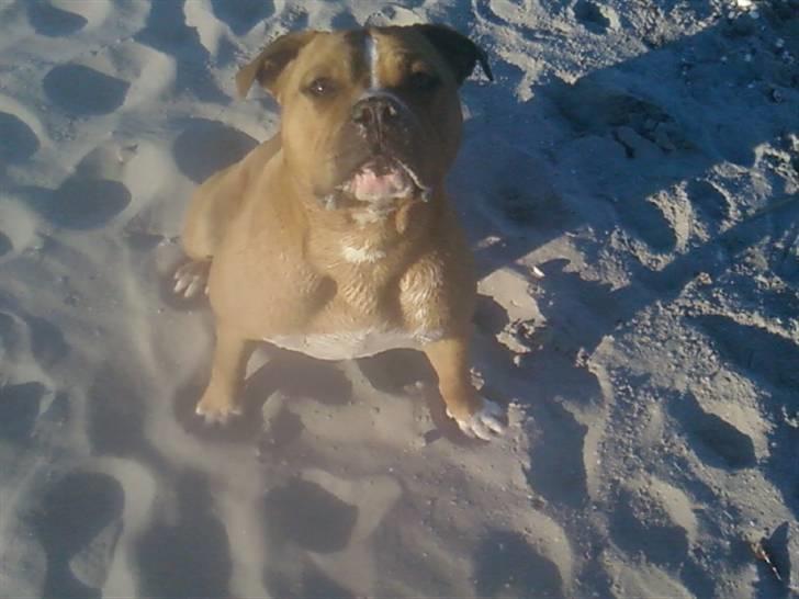 Amerikansk staffordshire terrier Miklo billede 12