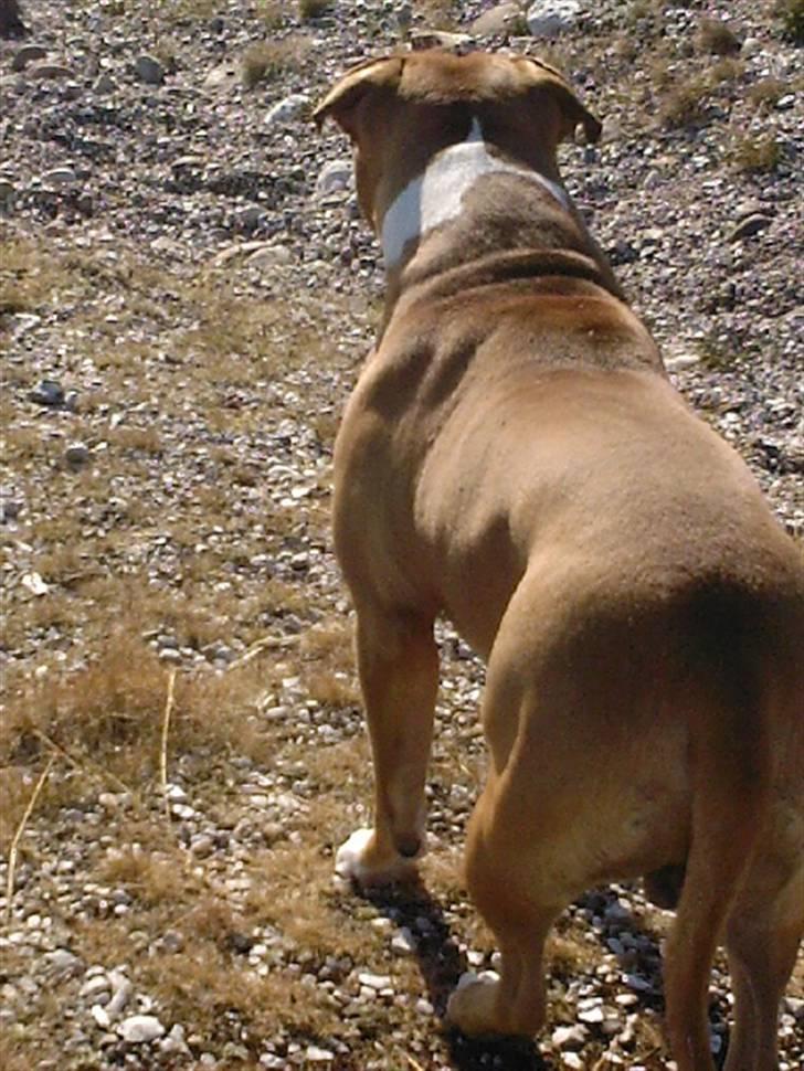Amerikansk staffordshire terrier Miklo billede 13