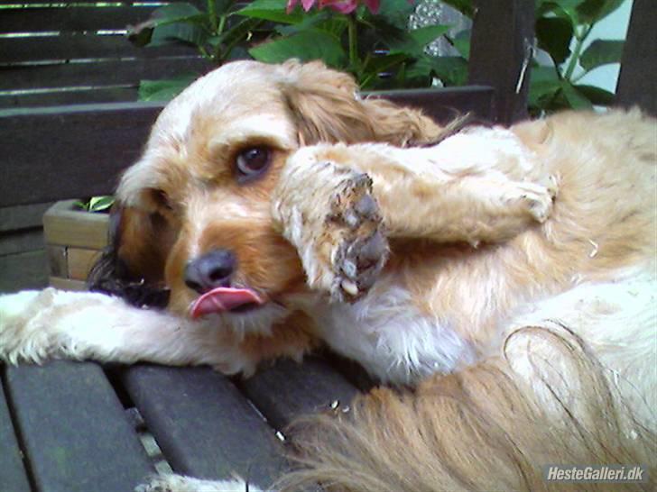 Blanding af racer Ludvig billede 8