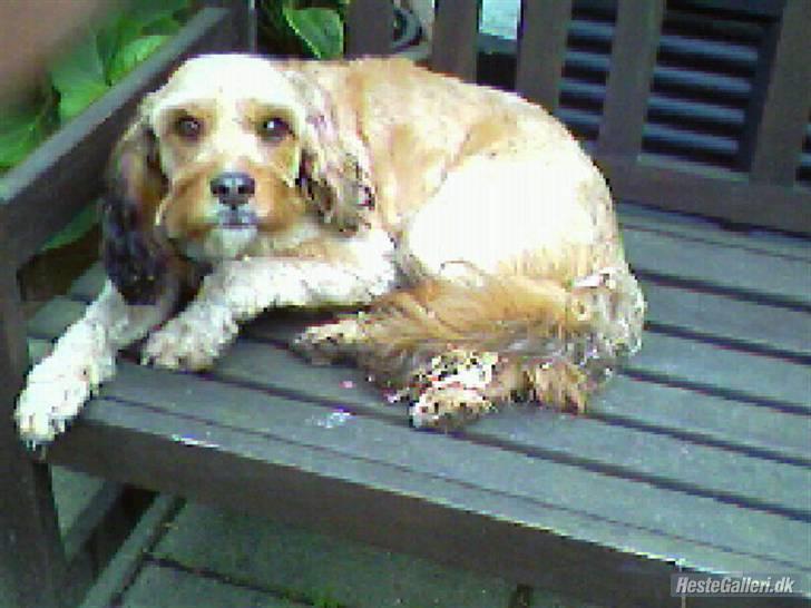 Blanding af racer Ludvig billede 9