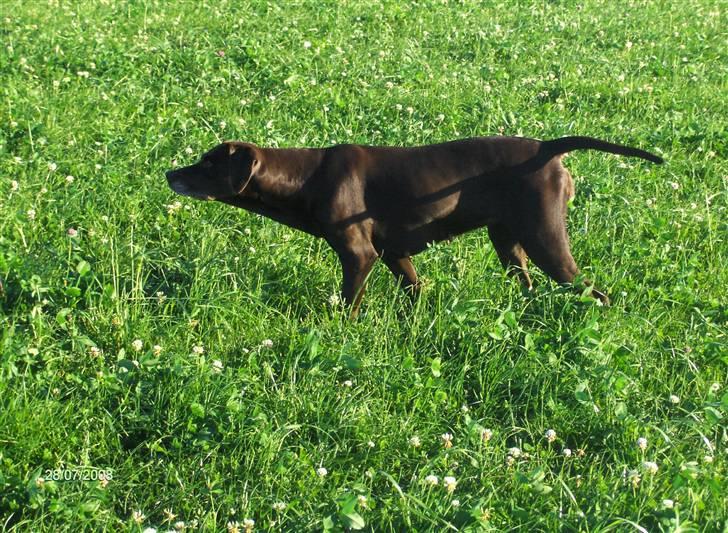 Blanding af racer RIKKE-LINE. R.I.P. - Jagthund "MUS" billede 13