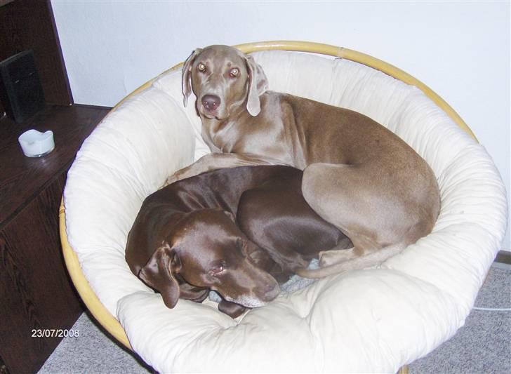 Blanding af racer RIKKE-LINE. R.I.P. - Aften hygge billede 14